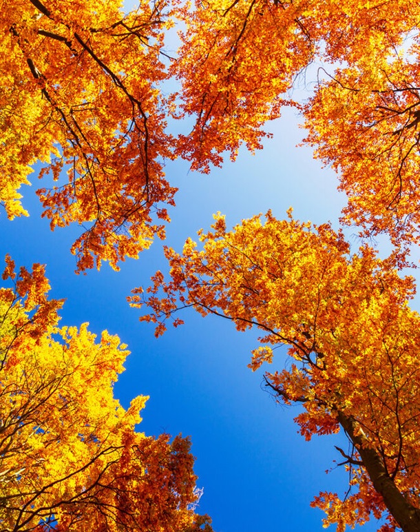 Autumn forest and sky